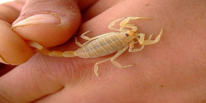 Tunisie: La chasse des scorpions: un véritable métier [vidéo]