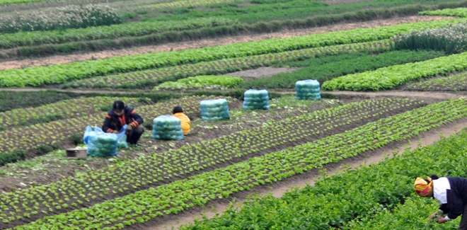 UTAP: Les agriculteurs ne sont pas responsables de la hausse des prix