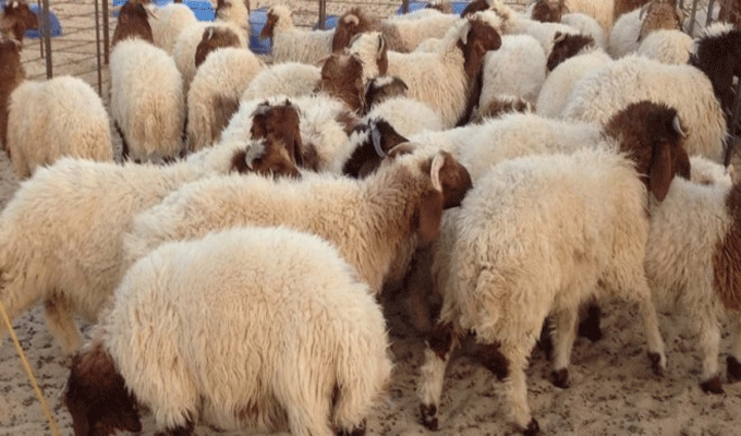 Moutons de l’Aïd: Les prix sont fixés entre 500 et 850 dinars