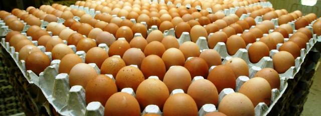 Importation d’œufs de l’étranger: L’UTAP demande des explications