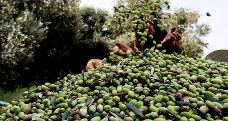 Tunisie : La récolte des olives  à Bizerte est en baisse cette saison