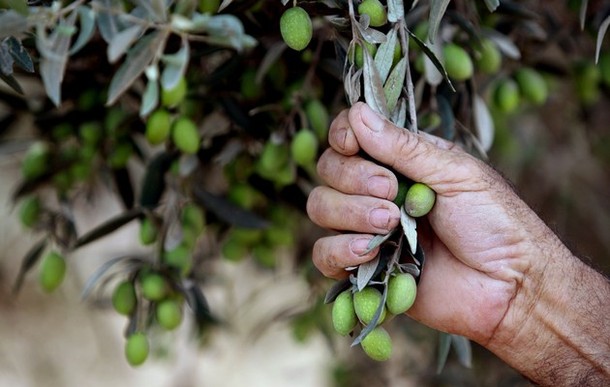 Ben Arous: La récole des olives est en baisse
