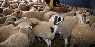 Tunisie: Préparatifs de l’Aïd Al Adha, Samir Taïeb annonce une augmentation de 15% des moutons disponibles cette année pour le sacrifice