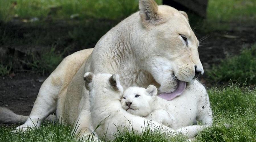 Tunisie- Naissance de trois lionceaux blancs au parc de Friguia