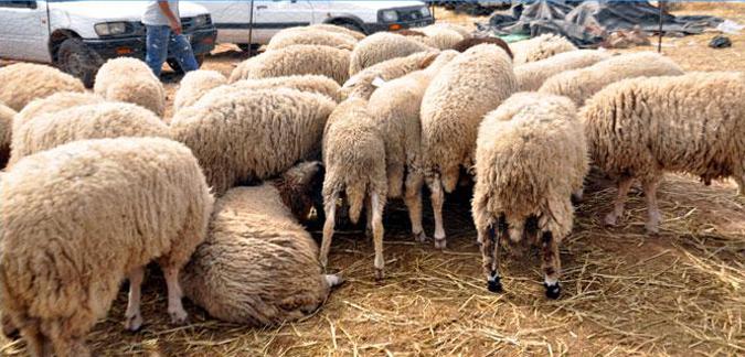 Corruption: “Revenons à nos moutons” importés de Roumanie en 2012