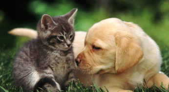 Belgique- Un permis pour pouvoir adopter un animal est exigé en Belgique