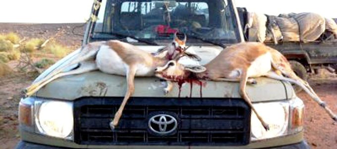 Tunisie – La LTDH condamne la dilapidation de la faune saharienne par les qataris