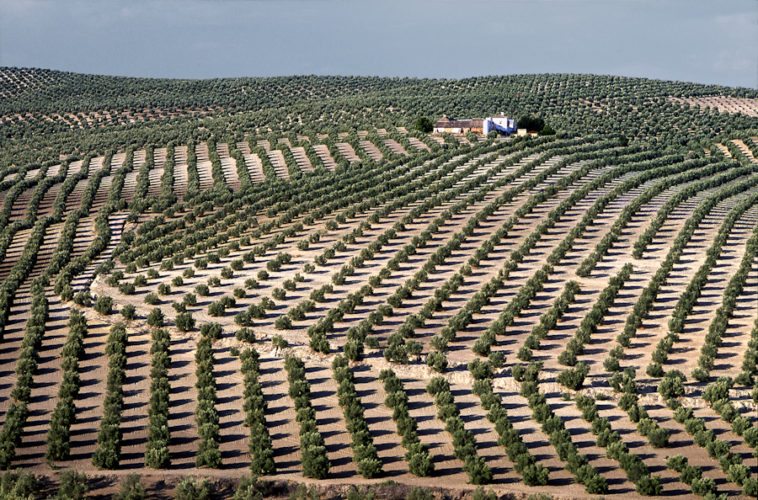 Oliveraies biologique, la Tunisie en tête des pays du point de vue superficie