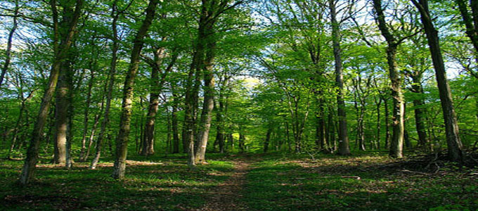 Tunisie: Kasserine: Des syndicats expriment leur soutien au gardien de forêt agressé