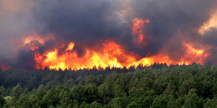 Tunisie: Un ha de forêt consumé par un incendie dans les montagnes de Oueslat à Kairouan