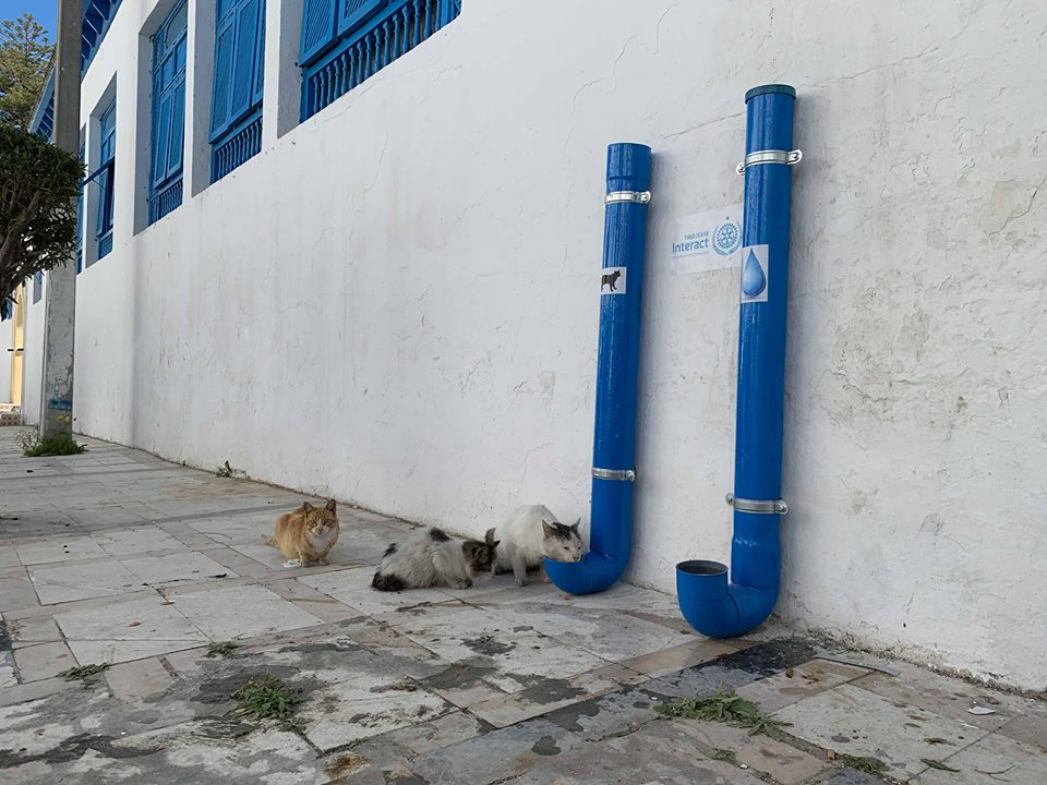 Tunisie- Des tubes remplis de nourriture pour les chats et chiens errants
