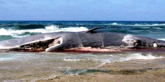 Tunisie – Takelsa : Le cadavre d’un cachalot de 4 tonnes échoué sur la plage de Rtiba
