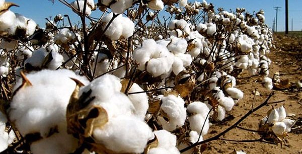 La Tunisie se livre à l’expérience de la culture du coton