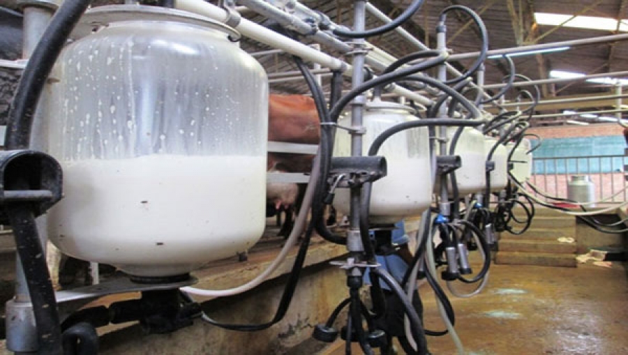 Tunisie: Les professionnels de la filière laitière revendiquent la révision à la hausse des prix du lait