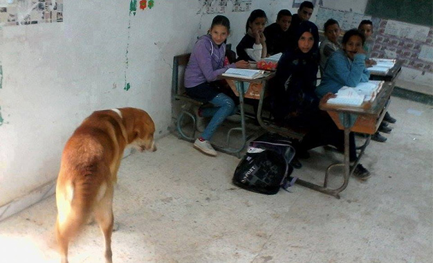 Tunisie: Panique dans une école à Ezzahra après l’entrée d’un chien errant dans la cour