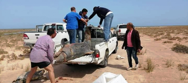 Tunisie – Enquête sur une surmortalité de tortues de mer et de dauphins sur les plages de Gabes