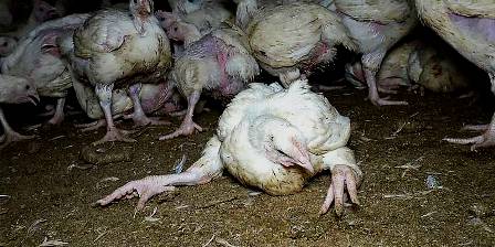 Tunisie – Les éleveurs de volailles refusent de faire vacciner leur cheptel