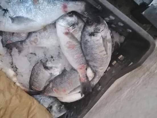 Tunisie- [photos] Saisie de poissons infectés à Sousse