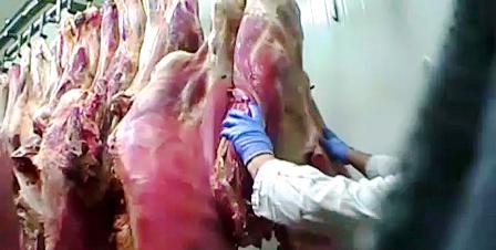 Tunisie – Sfax : Saisie d’une quantité de viande impropre à la consommation à l’abattoir