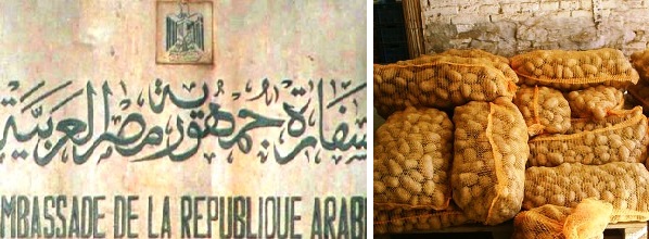 Tunisie – Pommes de terres égyptiennes : Réponse de l’attaché commercial de l’ambassade d’Egypte à Tunis