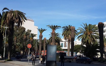 Tunisie: La FAO met en garde contre les ravages du parasite des palmiers d’ornement à Tunis