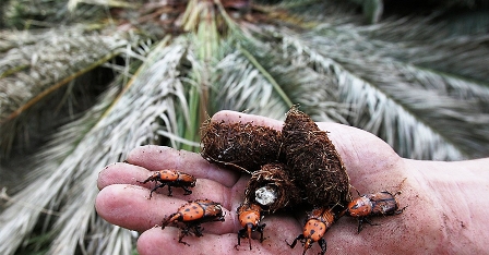 Tunisie – Les palmiers dattiers de Kebili risquent d’être décimés par le charançon rouge