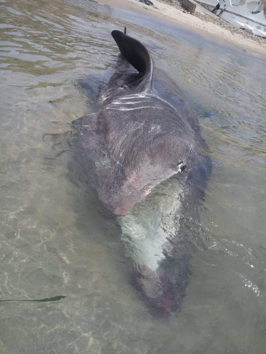 Tunisie: Un requin de 6 mètres échoue au Cap Negro à Nefza