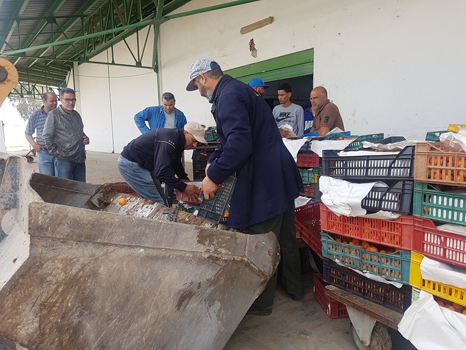 Tunisie [Vidéo]: Des tonnes d’abricots jetés au marché central de Kairouan, explications de l’UTAP