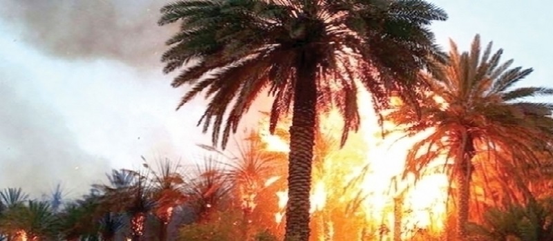 Tunisie – Tozeur : 239 palmiers détruits par un incendie