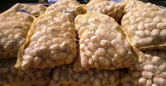 Tunisie – Les pommes de terre importées d’Egypte sont impropres à la consommation