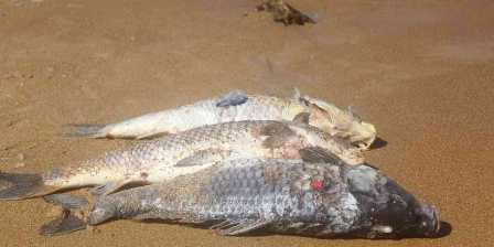 Tunisie – Sejnane : L’énigme des nombreux poissons rejetés par la mer