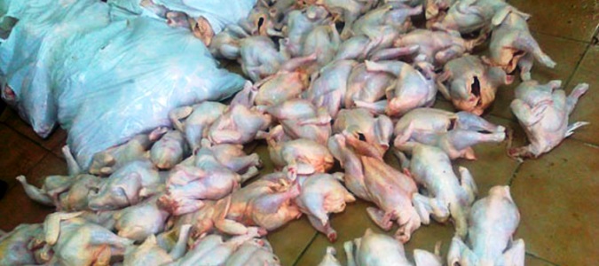 Tunis – IMAGES : Un takfiriste vendait des poulets tués dans des conditions douteuses et des chats égorgés ?