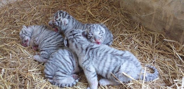 Tunisie-  Le park Friguia répond à la polémique du trafic des quatre tigres blancs