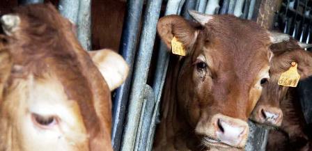 Tunisie –Zaghouan : Récupération de trois vaches volées à Mateur