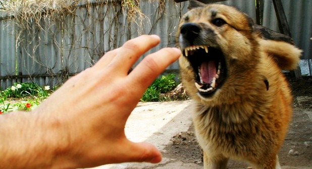 Tunisie – Panique à Soliman : Un chien errant meurt de la rage après avoir mordu six personnes