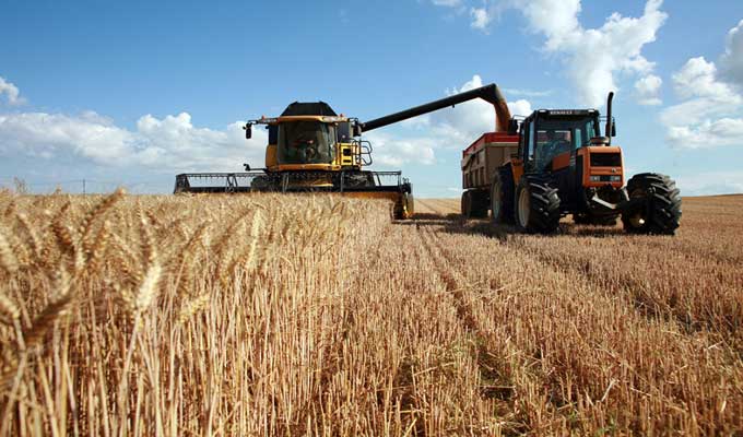 Tunisie: L’UTAP dévoile les prévisions de la quantité de récolte 2019 en céréales