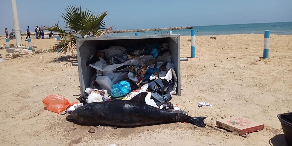 Tunisie: Un dauphin retrouvé échoué sur une plage à Sfax