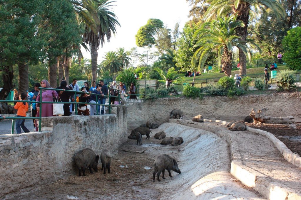 Tunisie: Vol de bétail du parc zoologique du Belvédère