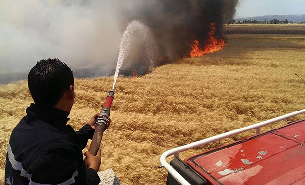 Tunisie: Plus de 90 ha de céréales ravagés par un incendie à Medjez el-Bab