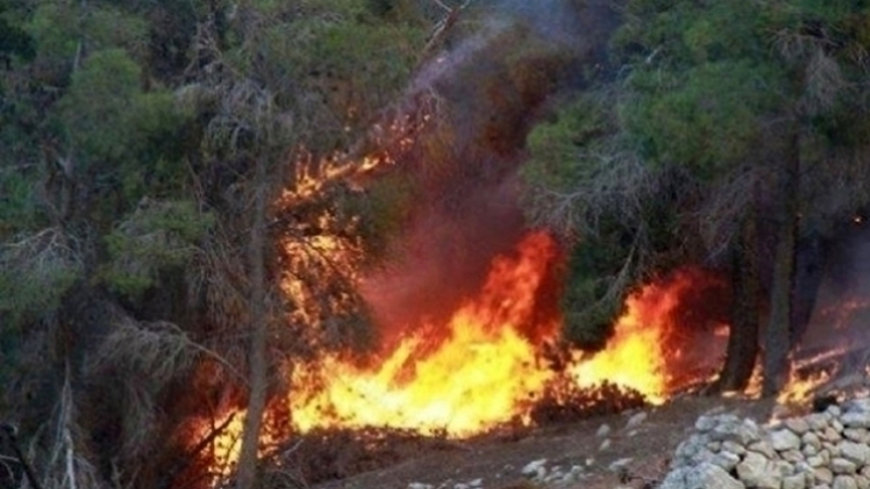 Tunisie: Un nouvel incendie ravage 3 ha de forêt à Bizerte