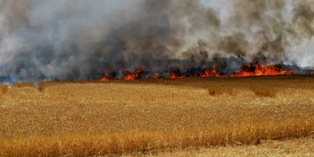 Tunisie – Jendouba : La foudre déclenche un incendie qui ravage 20 hectares de grandes cultures