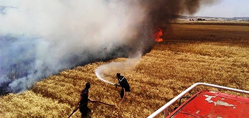 Tunisie – Le Kef : Un incendie ravage 60 hectares de céréales