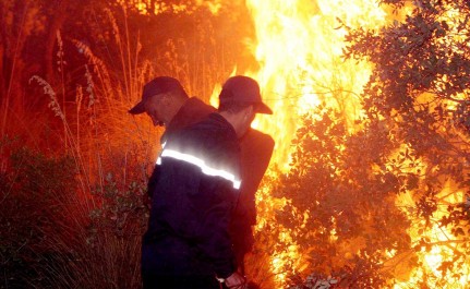 Tunisie: 600 pêchers ravagés par le feu à Haffouz