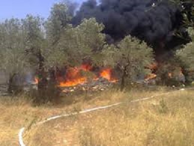 Tunisie: Incendie dans un champ contenant 500 oliviers à Kairouan