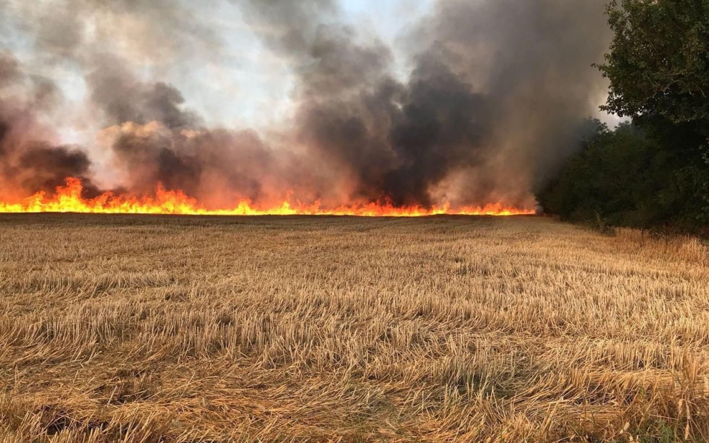 Tunisie: 50 ha de blé consumé par un incendie à Dahmani au Kef