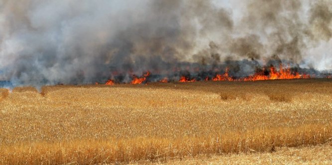 Tunisie – Incendies des champs de blé : Qui veut affamer les tunisiens ?