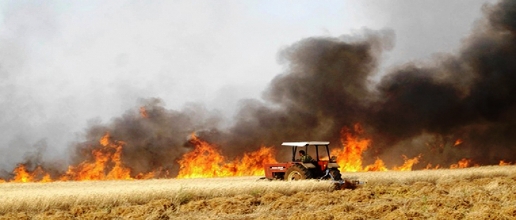 Tunisie – Siliana : Incendies des champs de blé : Arrestation d’un suspect
