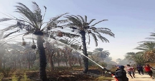 Tunisie – Kebili : Un incendie dans une palmeraie : 25 palmiers dattiers brûlés