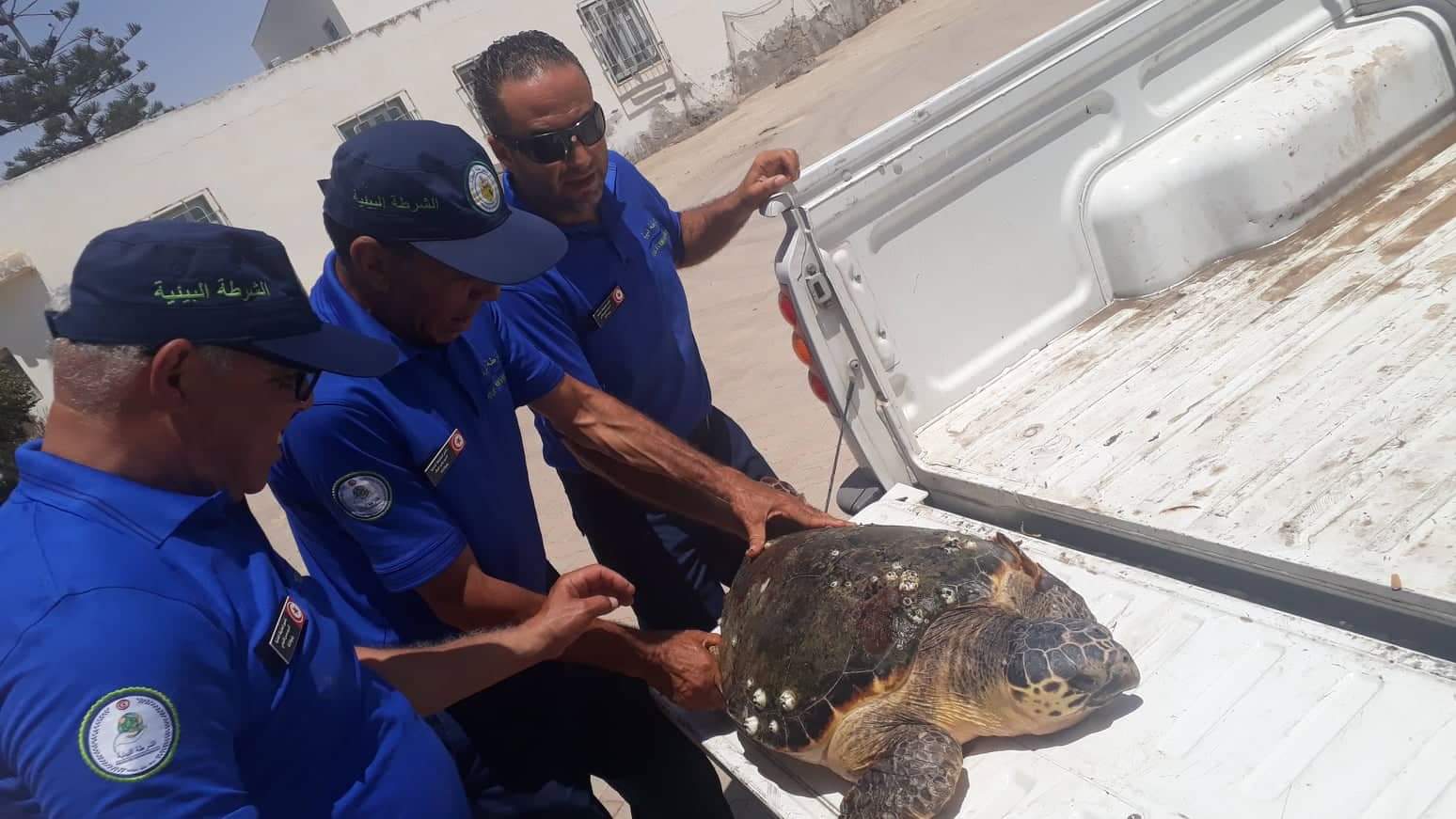 Tunisie [Photos]: Une tortue marine géante secourue à Sfax
