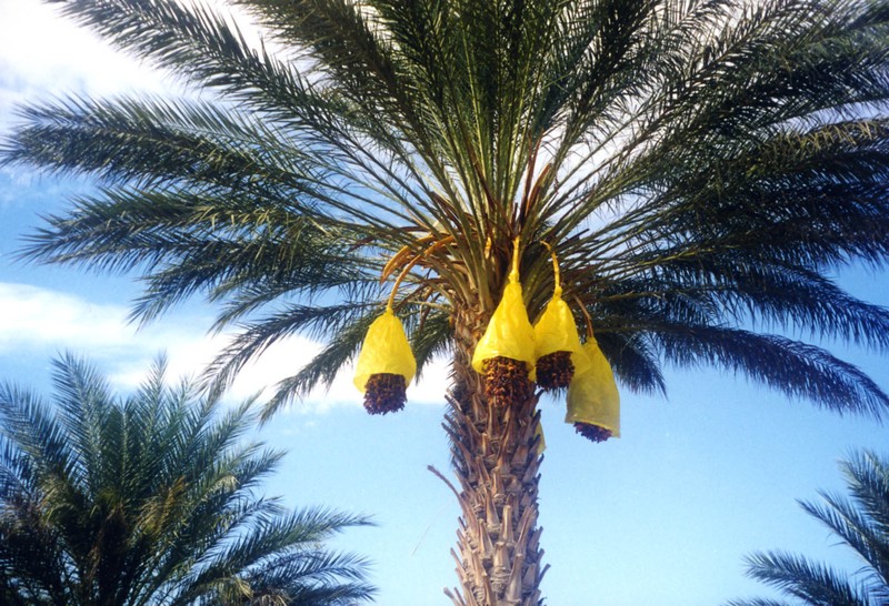 L’AS Medina  de gafsa :un coup de lifting aux palmiers